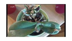 Orchidee mit deformierten Blättern