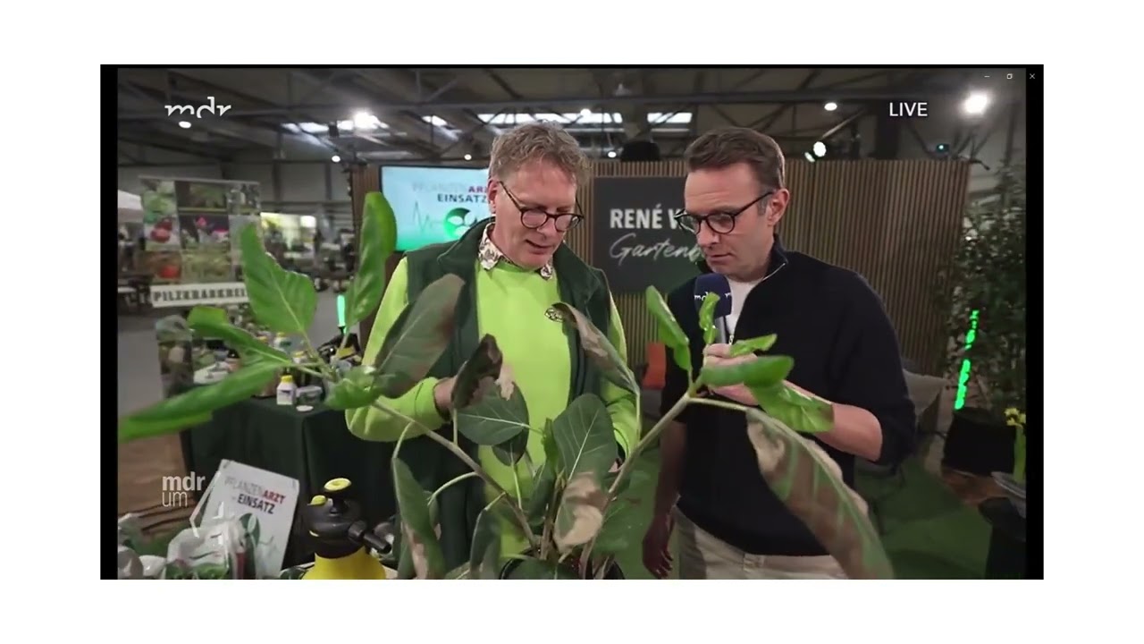 Geigen-Feige (Ficus lyrata) pflegen: Standort, Gießen, Luftfeuchte
