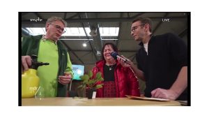 Ufoblume rechtzeitig umtopfen