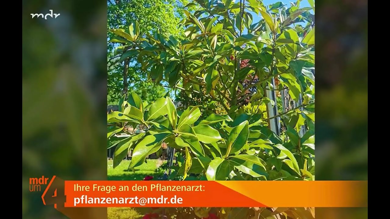 Immergrüne Magnolie blüht nicht: Ursachen und Pflege-Tipps