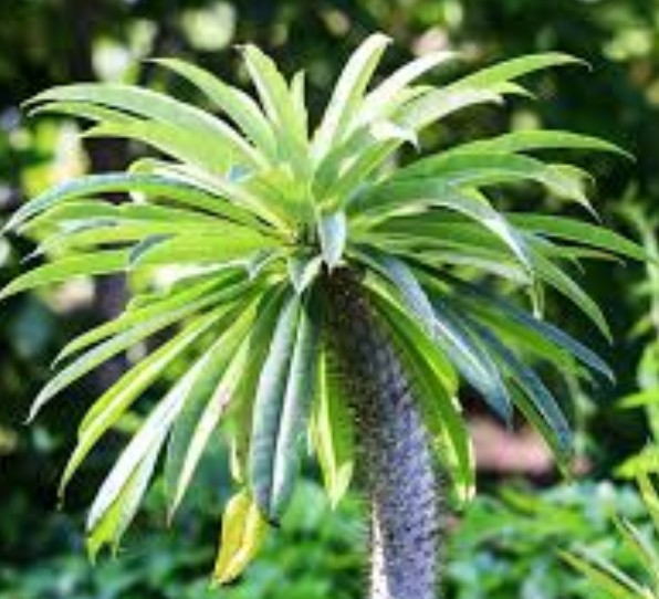 Madagaskarpalme pflegen
