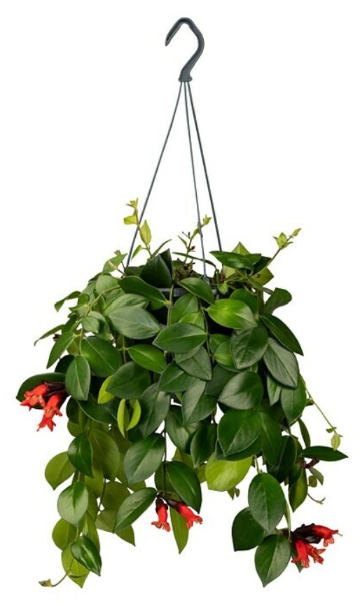 Schamblume übergossen