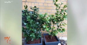 Dünger für Kamelien