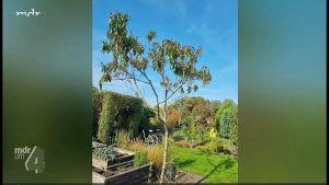 Pfirsichbaum mit Kalziummangel und Kräuselkrankheit