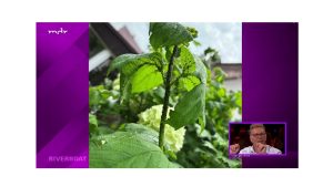 Biologische Kontrolle von Blattläusen