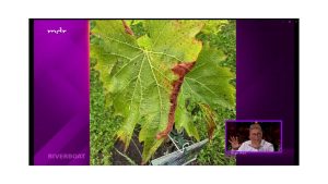 Schutz vor Pilzerkrankungen am Wein