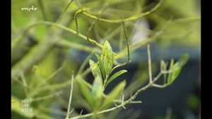 Blattfleckenkrankheit am Olivenbaum