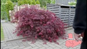 Schnitt beim Japanischen Fächerahorn