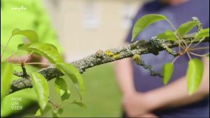 Wie man Flechten an Pflanzen behandelt