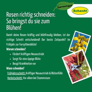 Rosen Schnitt und Zeitpunkt