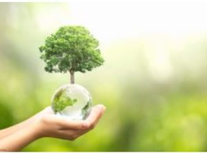 Bäume für den Klimawandel