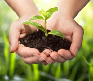 Die wichtigsten biologischen Pflanzenschutzmittel