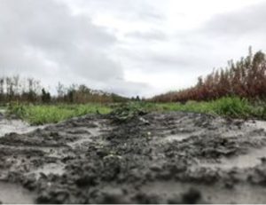 Bodenverbesserung im Garten