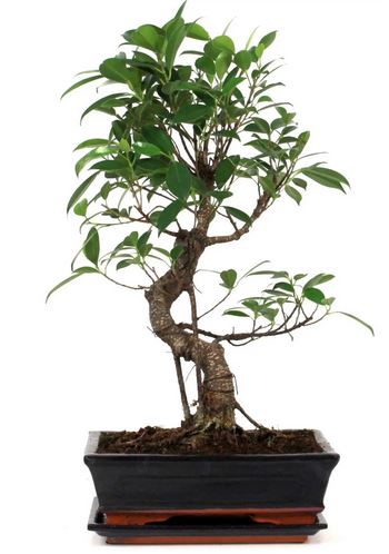Mein erster Bonsai