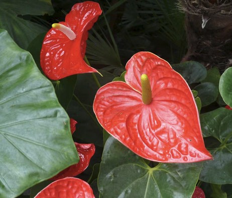 Blattflecken an Flamingoblume