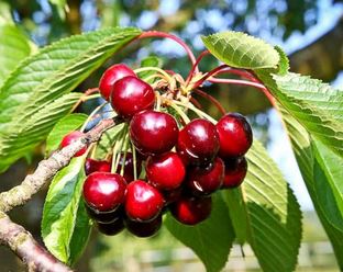 Wildverbiss an Obstbäumen