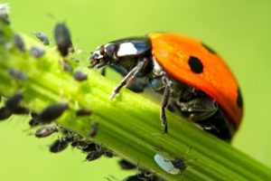 Die wichtigsten biologischen Pflanzenschutzmittel