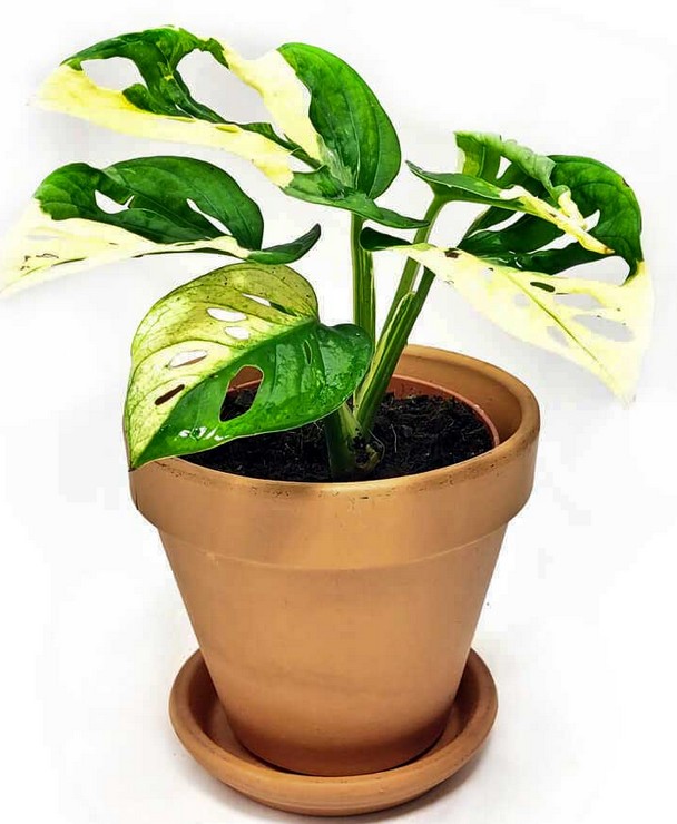 Monstera Variegata umtopfen