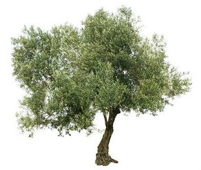Blattfleckenkrankheit am Olivenbaum