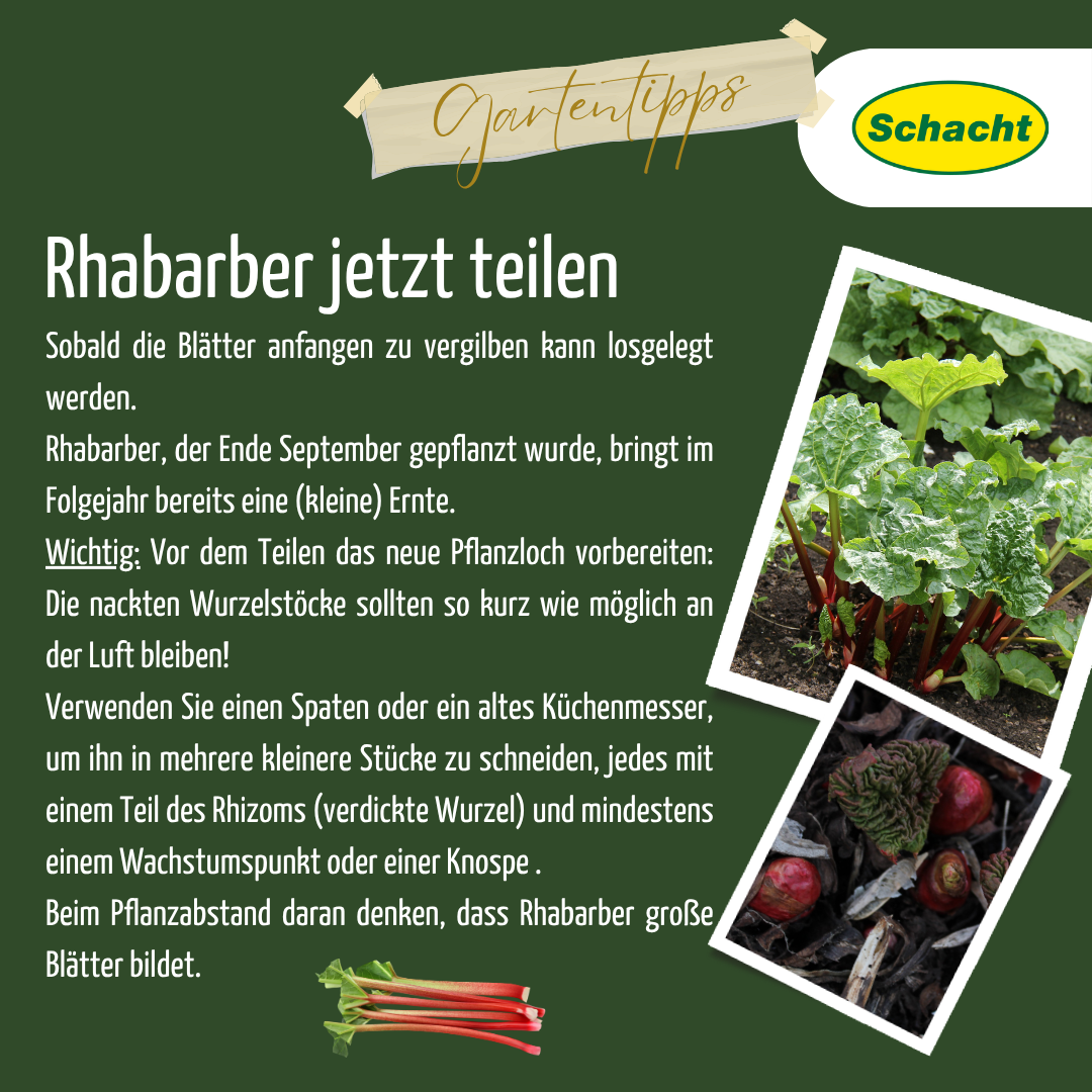 Rhabarber teilen