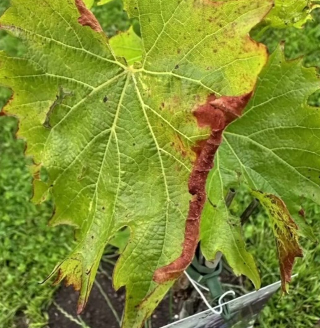 Schutz vor Pilzerkrankungen am Wein