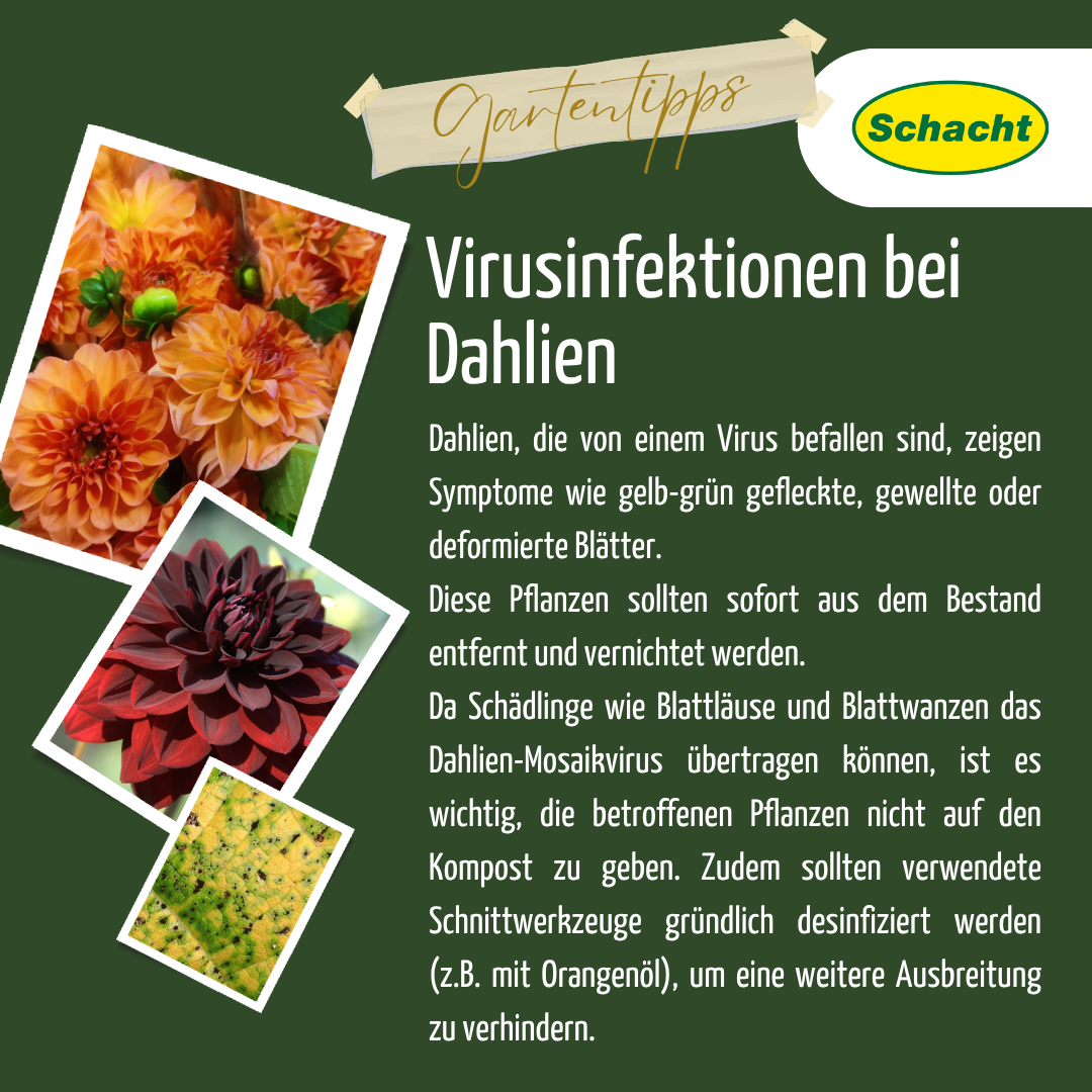 Virusinfektionen bei Dahlien