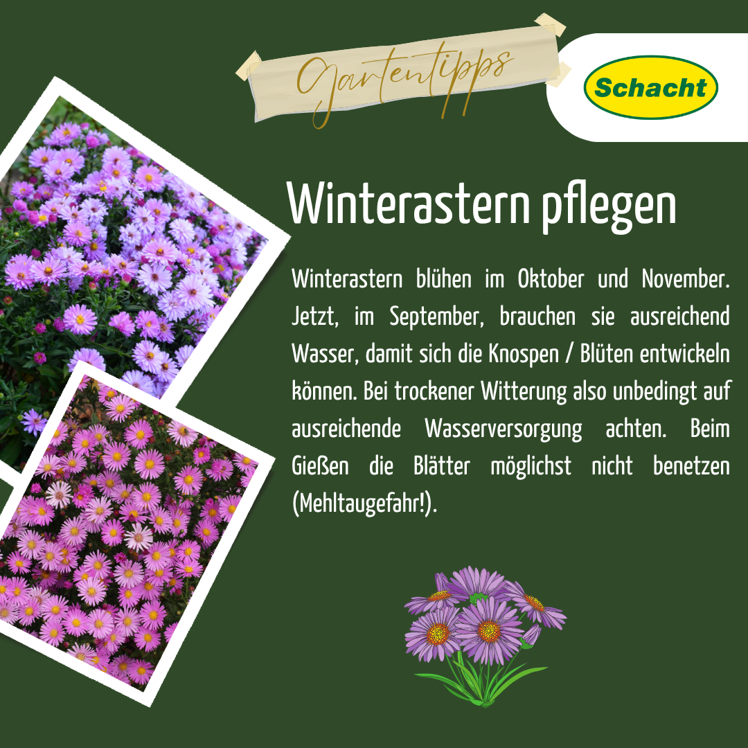 Winterastern Pflege