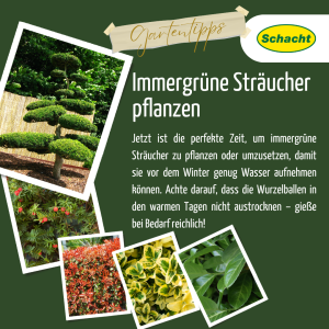 Immergrüne Sträucher pflanzen