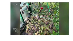 Braunfäule an Tomaten natürlich bekämpfen