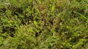 Tipps für den perfekten Rasen