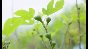 Feigen am Baum reifen nicht