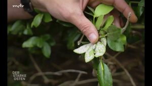 Korkspindelstrauch von Kommaschildlaus befallen