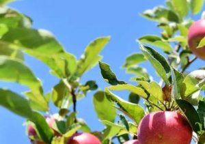 Obstbaumschnitt im Juni