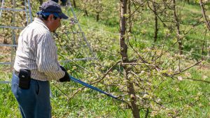 Obstbaumschnitt im Juni