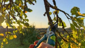 Pflanzenschnitt im Juni