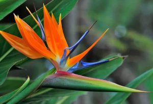 Läuse an Strelizie natürlich bekämpfen