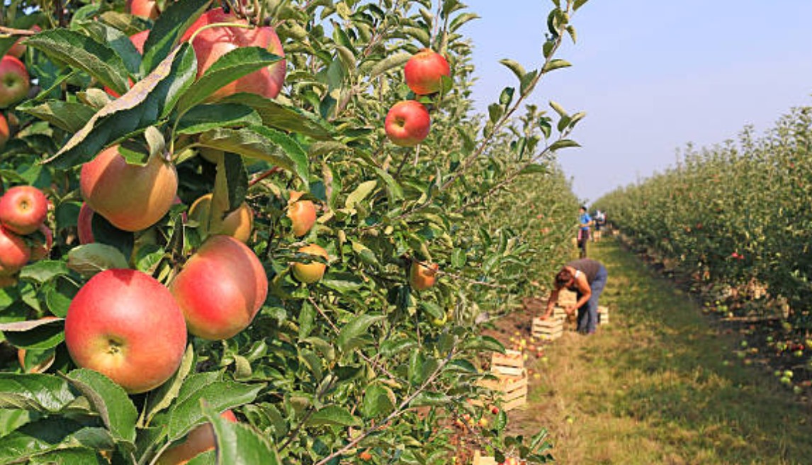 Apfelbaum nach der Ernte