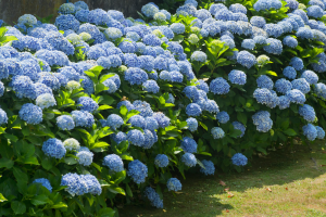 Hortensien retten bei Sommerhitze