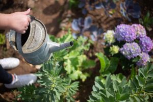 Hortensien retten bei Sommerhitze