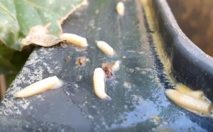 Maden in der Biotonne