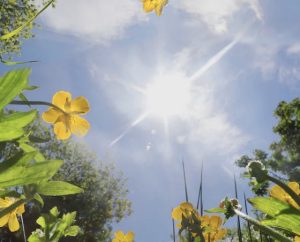 Traumgarten bei Hitze