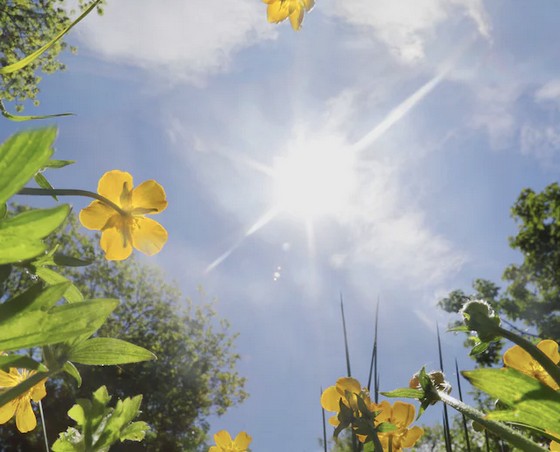Garten klimafit machen
