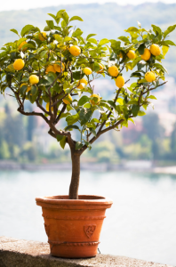 Exotische Obstsorten im eigenen Garten