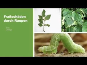 Frassschäden durch Raupen im Garten