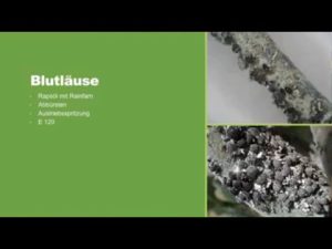 Blutläuse mit natürlichen Mitteln bekämpfen