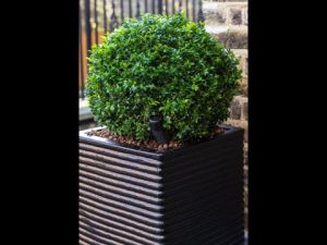 Buchsbaum schützen und Pflegen