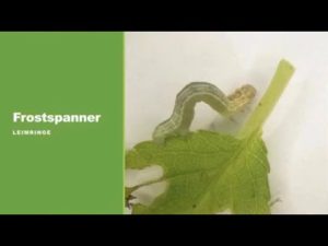 Was tun gegen den Frostspanner?