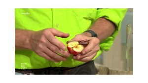 Erntezeitpunkt für Äpfel