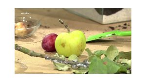 Einfache Maßnahme gegen Apfel- und Pflaumenwickler