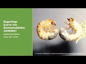 Engerlinge des Gartenlaubkäfers